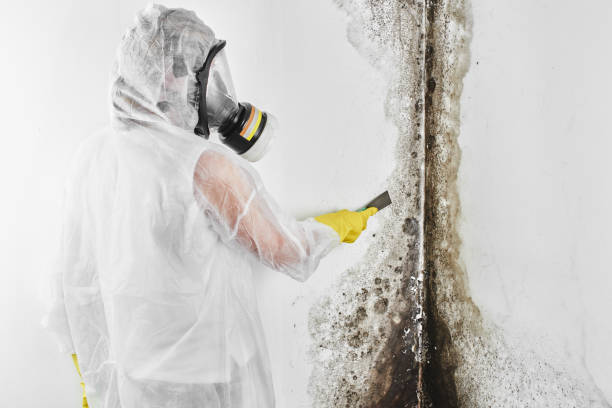 Best Best Mold Removal Companies  in Clinton, LA