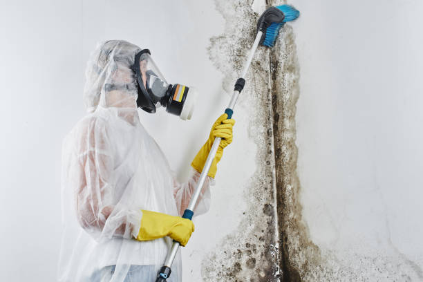 Best Commercial Mold Removal  in Clinton, LA