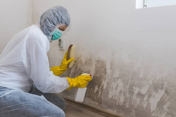 Best Certified Mold Removal  in Clinton, LA