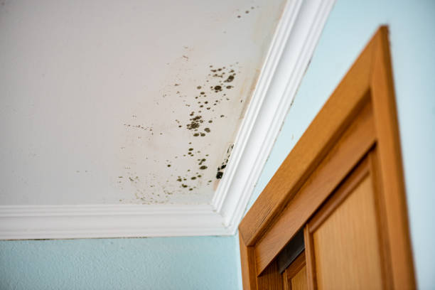 Best Home Mold Removal  in Clinton, LA