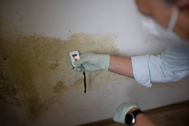 Best Toxic Mold Removal  in Clinton, LA