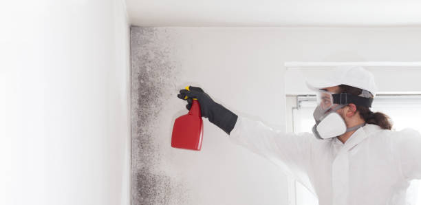 Best Attic Mold Removal  in Clinton, LA
