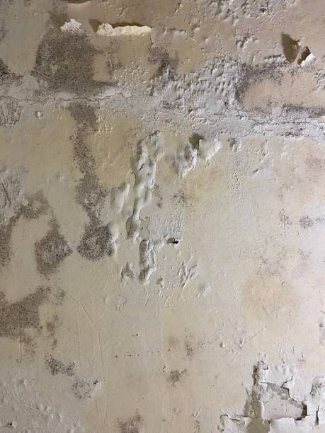 Best Local Mold Removal Service  in Clinton, LA