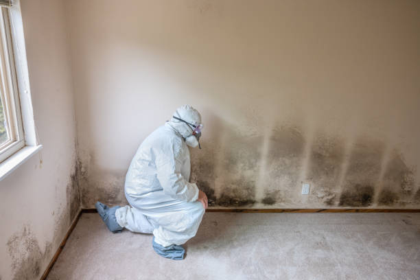 Home Mold Removal in Clinton, LA