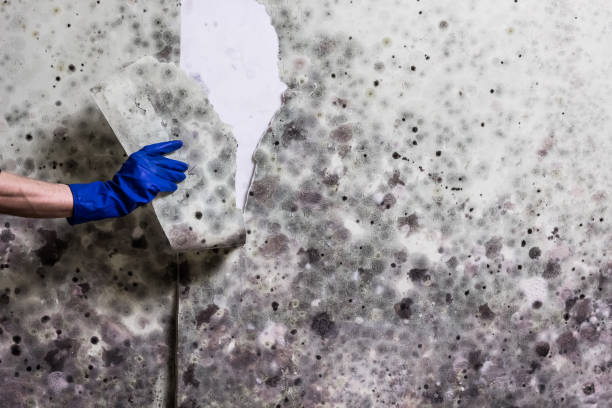 Trusted Clinton, LA Mold Removal Experts