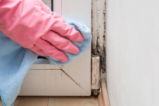 Best Fast Mold Removal  in Clinton, LA